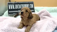 Dapple Russian akc, a female Miniature Dachshund for sale in Oneonta, NY – 1 of 7