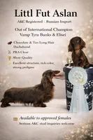 Champion bred LH male russian, a male Miniature Dachshund for sale in Oneonta, NY – 5 of 10