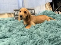 Dapple boy, a male Miniature Dachshund for sale in Oneonta, NY – 1 of 10
