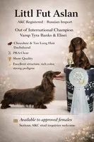Russian Carrie’s cream, a male Miniature Dachshund for sale in Oneonta, NY – Photo 10 of 10