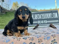 Russian Carrie’s cream, a male Miniature Dachshund for sale in Oneonta, NY – Photo 4 of 10