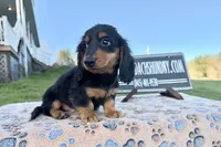 Russian Carrie’s cream, a male Miniature Dachshund for sale in Oneonta, NY – Photo 2 of 10