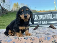 Russian Carrie’s cream, a male Miniature Dachshund for sale in Oneonta, NY – Photo 6 of 10