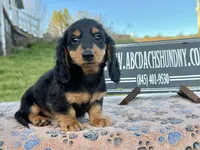 Russian Carrie’s cream, a male Miniature Dachshund for sale in Oneonta, NY – Photo 3 of 10
