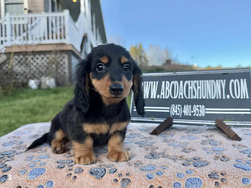 Russian Carrie’s cream – Miniature Dachshund puppy for sale in Oneonta, NY