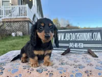 Russian Carrie’s cream, a male Miniature Dachshund for sale in Oneonta, NY – Photo 1 of 10