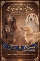 Russian Carrie’s cream, a male Miniature Dachshund for sale in Oneonta, NY – Photo 7 of 10
