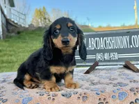 Russian Carrie’s cream, a male Miniature Dachshund for sale in Oneonta, NY – Photo 5 of 10
