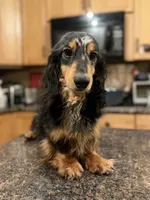 Gideon Russian, a male Miniature Dachshund for sale in Oneonta, NY – 2 of 8
