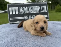 AKC S.African, a male Miniature Dachshund for sale in Oneonta, NY – 5 of 10
