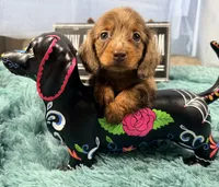 Champion bred Russian dapple lh, a female Miniature Dachshund for sale in Oneonta, NY – 2 of 10