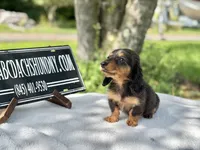Russian AKC , a female Miniature Dachshund for sale in Oneonta, NY – 8 of 10