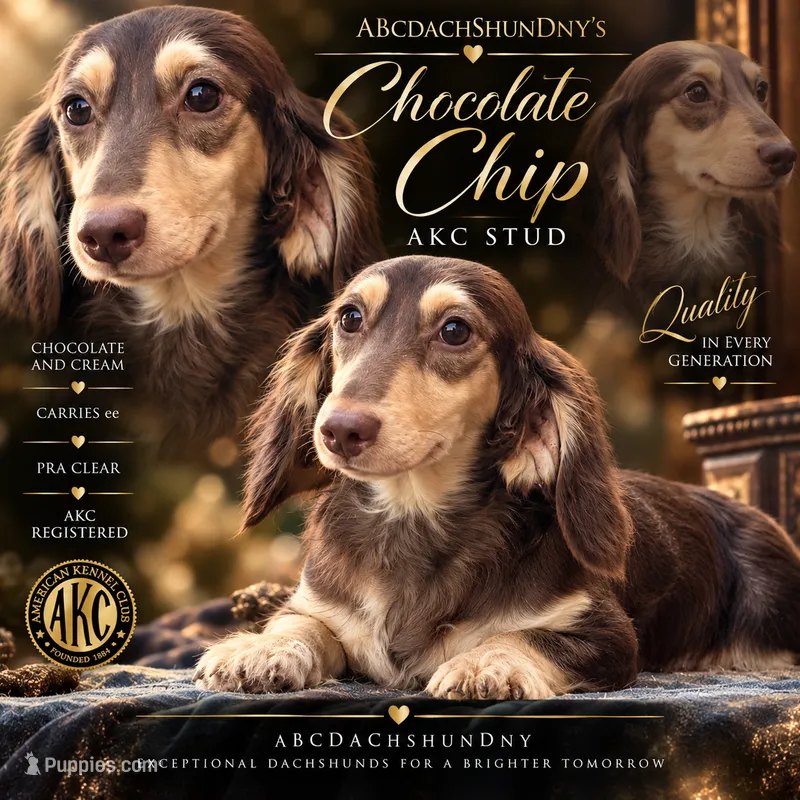 Choc cream AKC pra clear – Miniature Dachshund puppy for sale in Oneonta, NY