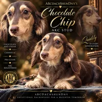 Choc cream AKC pra clear, a male Miniature Dachshund for sale in Oneonta, NY – 1 of 1