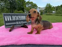 AKC IMPORT PRA Clear sale, a female Miniature Dachshund for sale in Oneonta, NY – 9 of 10