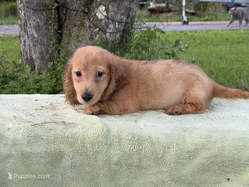 Dapple boy – Miniature Dachshund puppy for sale in Oneonta, NY