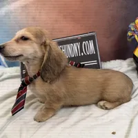 Cream dapple import, a male Miniature Dachshund for sale in Oneonta, NY – Photo 8 of 9