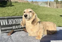 Cream  import, a male Miniature Dachshund for sale in Oneonta, NY – Photo 6 of 10