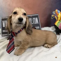 Cream dapple import, a male Miniature Dachshund for sale in Oneonta, NY – Photo 4 of 9