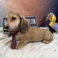 Cream dapple import, a male Miniature Dachshund for sale in Oneonta, NY – Photo 6 of 9