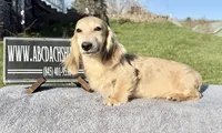 Cream  import, a male Miniature Dachshund for sale in Oneonta, NY – Photo 4 of 10