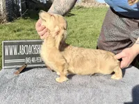 Cream  import, a male Miniature Dachshund for sale in Oneonta, NY – Photo 10 of 10