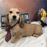 Cream dapple import, a male Miniature Dachshund for sale in Oneonta, NY – Photo 1 of 9