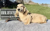 Cream  import, a male Miniature Dachshund for sale in Oneonta, NY – Photo 1 of 10