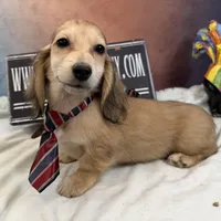 Cream dapple import, a male Miniature Dachshund for sale in Oneonta, NY – Photo 5 of 9