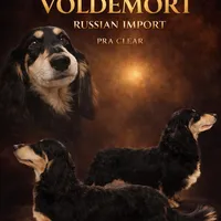 Cream dapple import, a male Miniature Dachshund for sale in Oneonta, NY – Photo 2 of 9