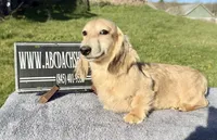 Cream  import, a male Miniature Dachshund for sale in Oneonta, NY – Photo 7 of 10