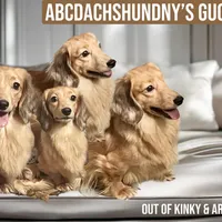 Cream dapple import, a male Miniature Dachshund for sale in Oneonta, NY – Photo 3 of 9