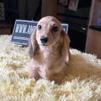 Cream dapple import, a male Miniature Dachshund for sale in Oneonta, NY – Photo 10 of 10