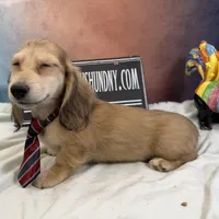Cream dapple import, a male Miniature Dachshund for sale in Oneonta, NY – Photo 9 of 9