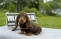 Ch Russian, a male Miniature Dachshund for sale in Oneonta, NY – 3 of 10