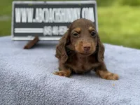 Russian, a male Miniature Dachshund for sale in Oneonta, NY – 9 of 10