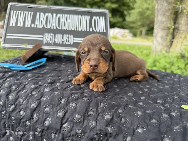 Champion bred AKC import smooth – Miniature Dachshund puppy for sale in Oneonta, NY