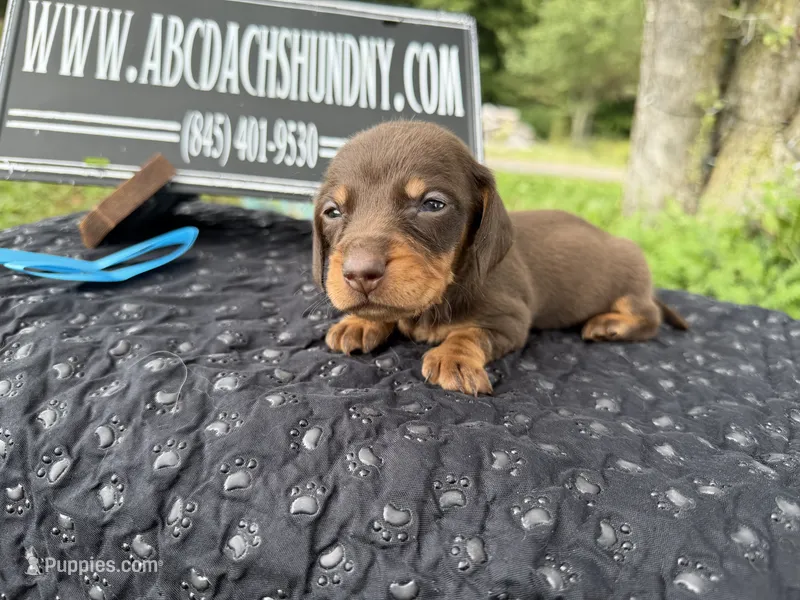 Champion bred LH male russian – Miniature Dachshund puppy for sale in Oneonta, NY