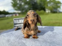 AKC Russian , a male Miniature Dachshund for sale in Oneonta, NY – 4 of 10
