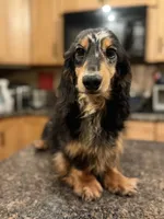 Gideon Russian, a male Miniature Dachshund for sale in Oneonta, NY – 3 of 8