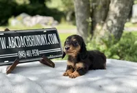 Russian AKC , a female Miniature Dachshund for sale in Oneonta, NY – 6 of 10