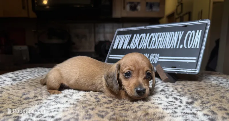 Smooth red – Miniature Dachshund puppy for sale in Oneonta, NY