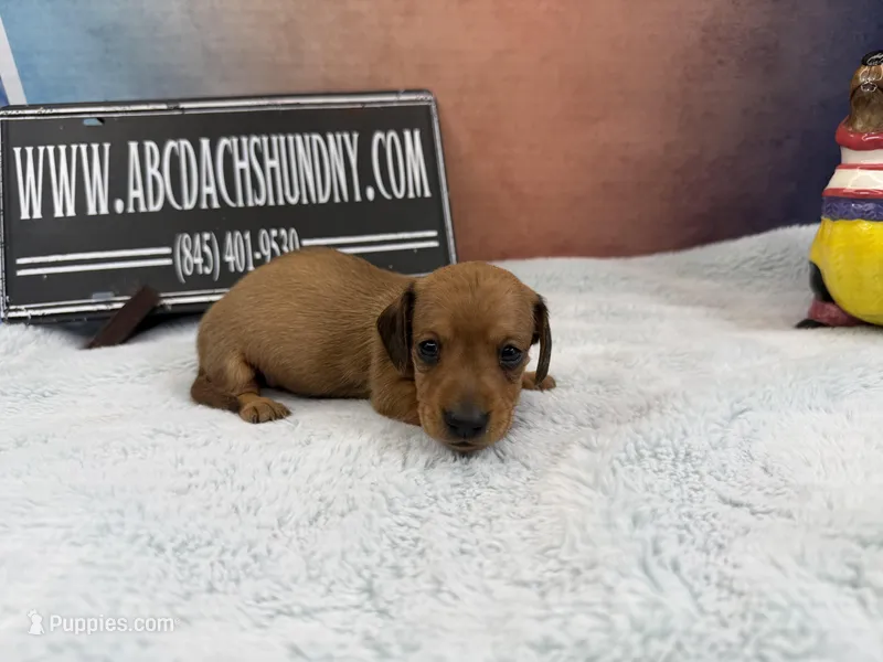 Smooth red – Miniature Dachshund puppy for sale in Oneonta, NY