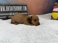Smooth red, a male Miniature Dachshund for sale in Oneonta, NY – Photo 2 of 3