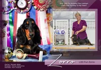 Champion bred Lh female russian, a female Miniature Dachshund for sale in Oneonta, NY – 7 of 10