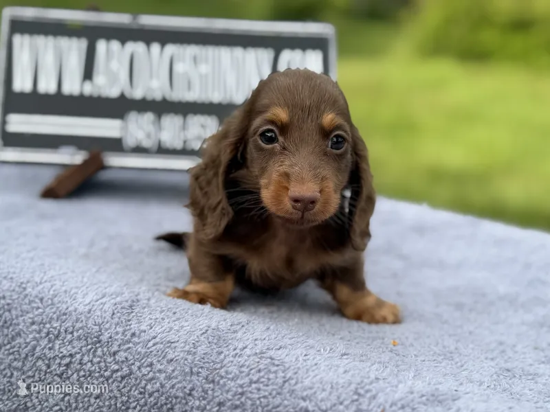 Russian – Miniature Dachshund puppy for sale in Oneonta, NY