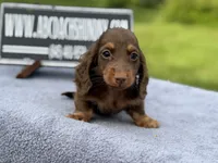 Russian, a male Miniature Dachshund for sale in Oneonta, NY – 1 of 10