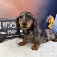 Polish/russian Akc, a male Dachshund for sale in Oneonta, NY – Photo 4 of 6