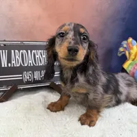Polish/russian Akc, a male Dachshund for sale in Oneonta, NY – Photo 5 of 6