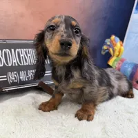 Polish/russian Akc, a male Dachshund for sale in Oneonta, NY – Photo 6 of 6